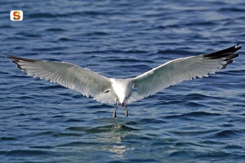 Gabbiano vola su Asinara 
