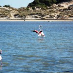 Animali della Sardegna