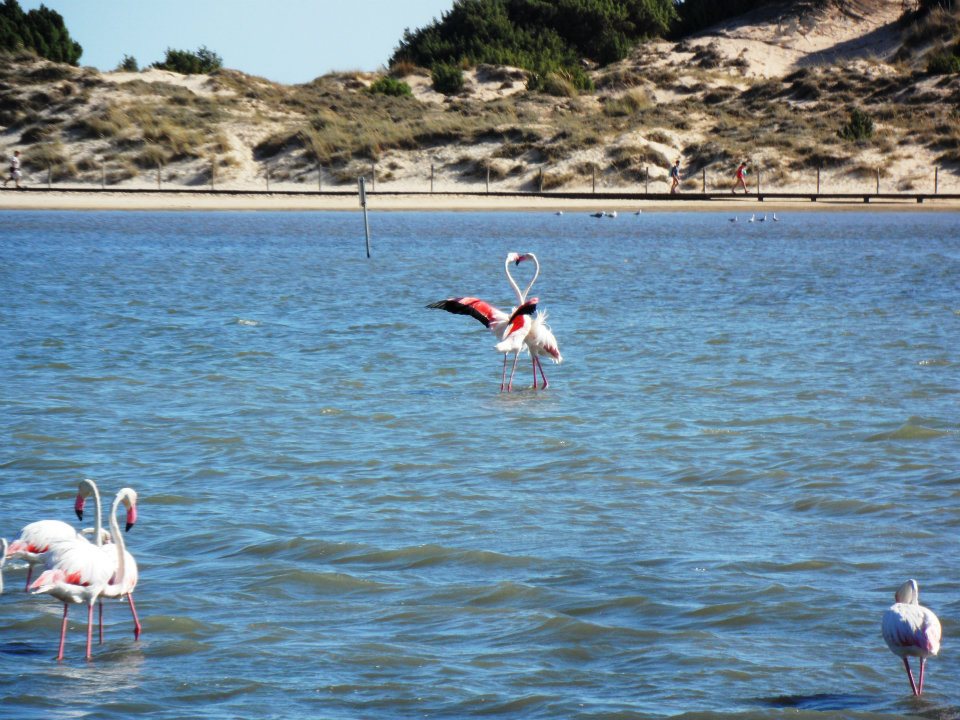 Fenicotteri Rosa Della Sardegna Meraviglia Da Tutelare