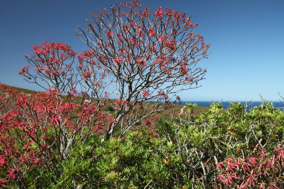Asinara Macchia Mediterranea