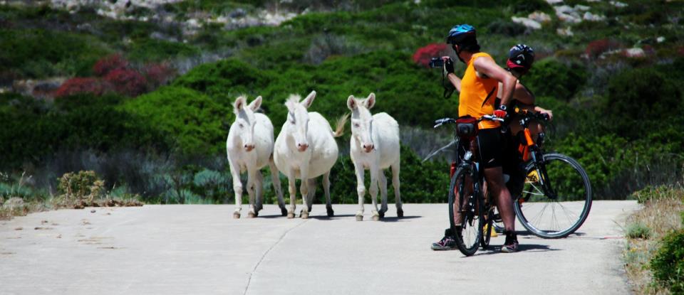 Asinelli bianchi dell'Asinara