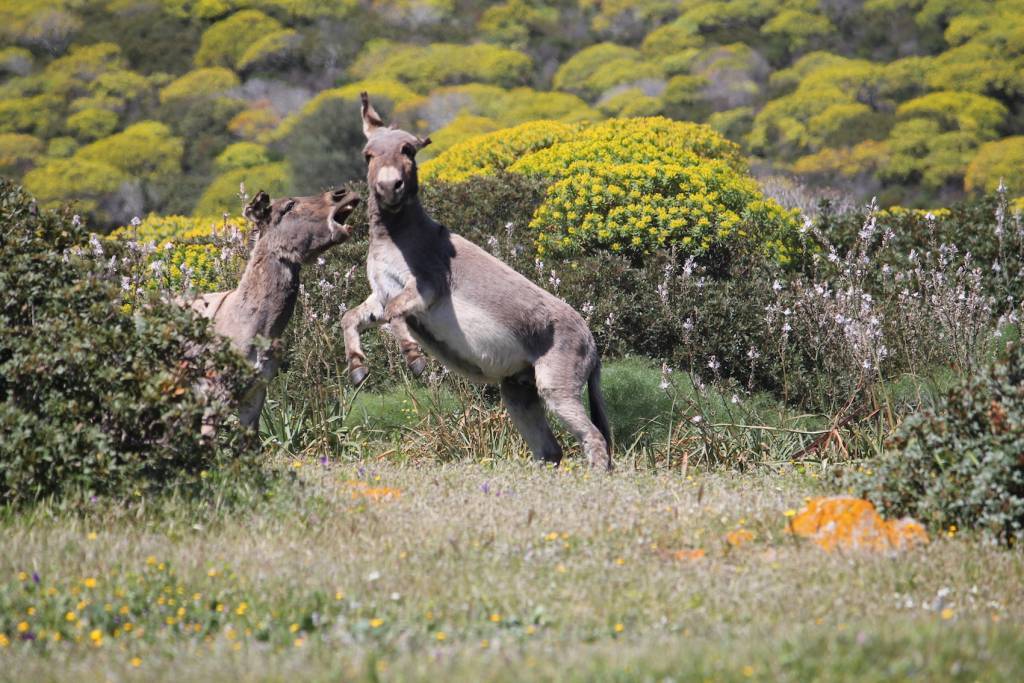 Fauna nell'isola dell'Asinara