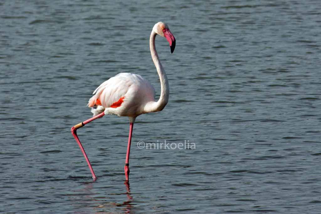 Fenicotteri Rosa Della Sardegna Meraviglia Da Tutelare