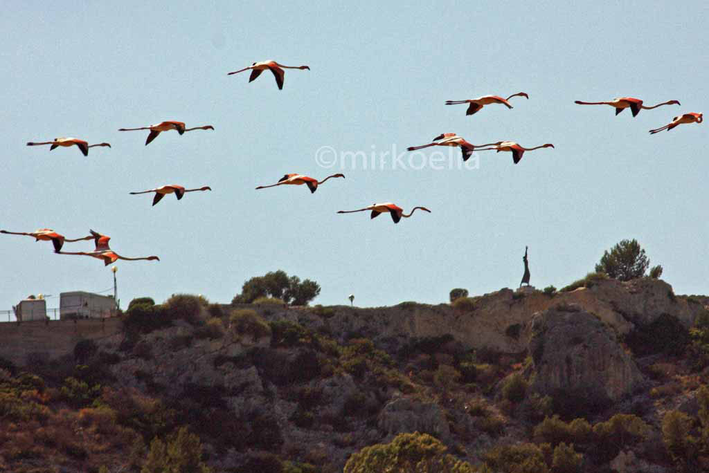 Fenicotteri Rosa Della Sardegna Meraviglia Da Tutelare