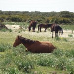 Giara Gesturi Sardegna