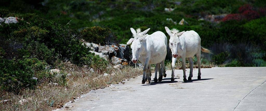 Guida vacanze Asinara